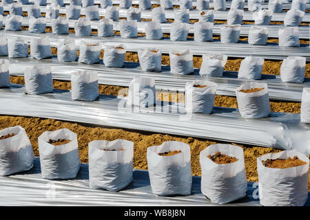 Zeile fo Coconut Kokos in Kindergärten weißen Beutel für Bauernhof mit fertigation, Bewässerungssystem für den Anbau von Erdbeeren verwendet werden. Stockfoto