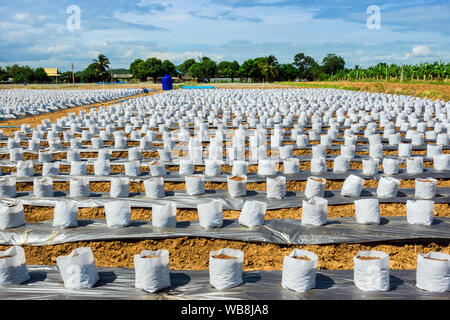 Zeile fo Coconut Kokos in Kindergärten weißen Beutel für Bauernhof mit fertigation, Bewässerungssystem für den Anbau von Erdbeeren verwendet werden. Stockfoto