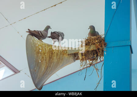 Tauben ein Nest gebaut und ruhen auf dem alten Horn Lautsprecher an das Gebäude Stange befestigt. Stockfoto