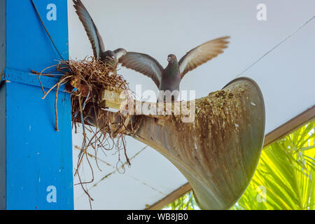 Tauben ein Nest gebaut und ruhen auf dem alten Horn Lautsprecher an das Gebäude Stange befestigt. Stockfoto