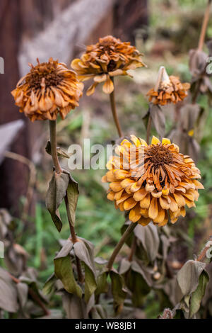 Mehrere Blüten von ringelblumen während der ersten Frost im Herbst eingefroren. Ein Big Bud und eine gebrochene, Kleine. Aster Familie. In gedeckten Farben. Selektive konzentrieren. Stockfoto