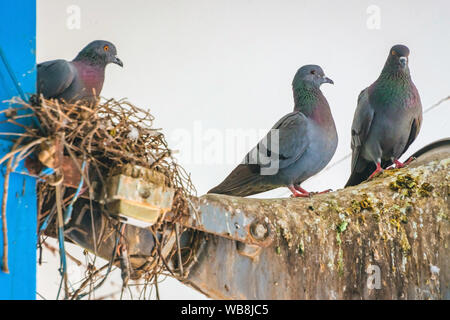 Tauben ein Nest gebaut und ruhen auf dem alten Horn Lautsprecher an das Gebäude Stange befestigt. Stockfoto