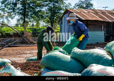 Die kaffeeproduktion Arbeiter, roten Kaffeekirschen. Gia Lai, Vietnam Stockfoto