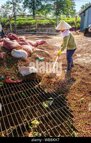 Die kaffeeproduktion Arbeiter, roten Kaffeekirschen. Gia Lai, Vietnam Stockfoto