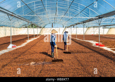 Die kaffeeproduktion Arbeiter, roten Kaffeekirschen. Gia Lai, Vietnam Stockfoto