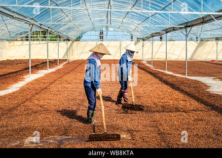 Die kaffeeproduktion Arbeiter, roten Kaffeekirschen. Gia Lai, Vietnam Stockfoto
