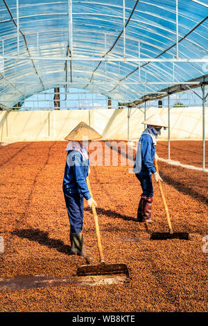 Die kaffeeproduktion Arbeiter, roten Kaffeekirschen. Gia Lai, Vietnam Stockfoto