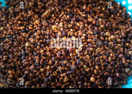 Rote Kaffeekirschen in den Händen. Bauern ernten Kaffee von Hand in der Plantage. Gia Lai, Vietnam Stockfoto