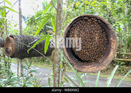 Bienenvölker aus Bambus Stamm und mit Kokospalmen Fasern in Bali, Indonesien. Ein Schwarm von Bienen in einem Bambus hive hängend auf einer tropischen Baum. Stockfoto