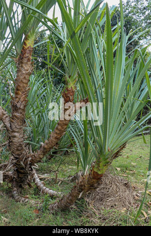 Pandan verlässt oder duftenden Pandan, grüne Blätter und Bäume auf Natur Hintergrund. Pandan Bäume Garten, Pflanzen für pandan Blatt, Bestandteil der Anlage. Stockfoto