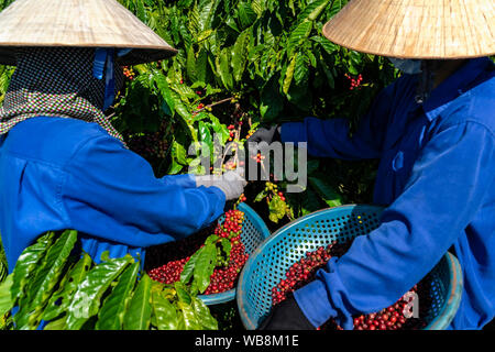 Die kaffeeproduktion Arbeiter, roten Kaffeekirschen. Gia Lai, Vietnam Stockfoto