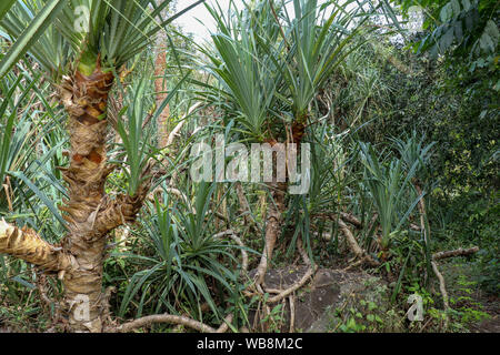 Pandan verlässt oder duftenden Pandan, grüne Blätter und Bäume auf Natur Hintergrund. Pandan Bäume Garten, Pflanzen für pandan Blatt, Bestandteil der Anlage. Stockfoto