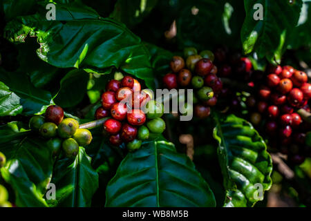 Rote Bohnen auf einem Zweig von Kaffee Baum mit Blättern. Reife und Unreife Kaffeebohnen auf Blatt hintergrund. Gia Lai, Vietnam Stockfoto