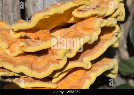 Orange Pilz am Baum - laetiporus sulfureus, Schwefel Regal closeup Stockfoto