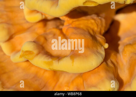 Orange Pilz am Baum - laetiporus sulfureus, Schwefel Regal closeup Stockfoto