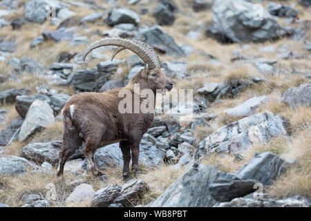 Steinböcke in Rock Region, Alpen Berge (Capra ibex) Stockfoto