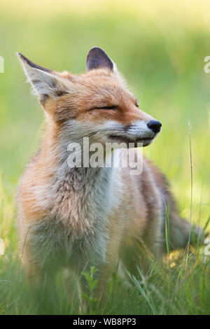 Fröhlichen roten Fuchs, Vulpes vulpes, Sniffing mit Schnauze und mit geschlossenen Augen genießen Sommer Tag in der Natur. Portrait von glücklichen wilden Tier in natürlichen Enviro Stockfoto