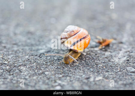 Slug auf der Straße, es ist weg Stockfoto