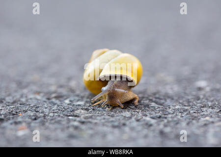 Slug auf der Straße, es ist weg Stockfoto