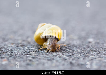 Slug auf der Straße, es ist weg Stockfoto