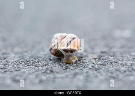 Slug auf der Straße, es ist weg Stockfoto