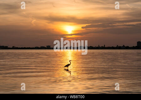 Heron Vogel bei Sonnenuntergang in Siesta Key Beach, Sarasota, Florida Stockfoto