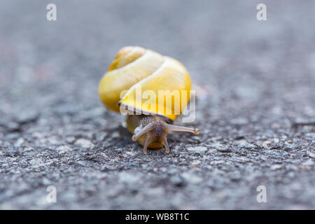 Slug auf der Straße, es ist weg Stockfoto