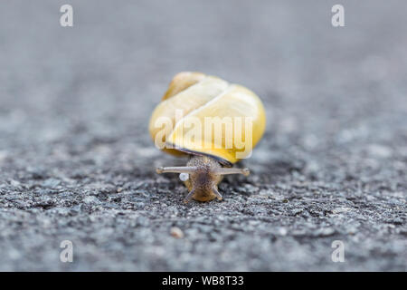 Slug auf der Straße, es ist weg Stockfoto