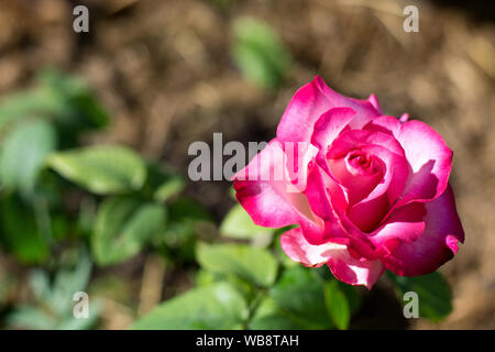 Rosa Rose Blume, Red Bud auf grünem Laub Hintergrund, isolierten Blume, Foto Stockfoto