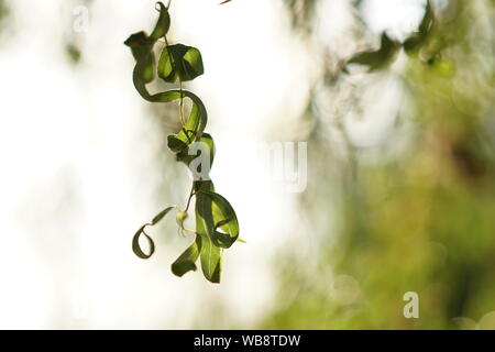 Weeping Willow Tree Branch mit grünen Blättern Stockfoto