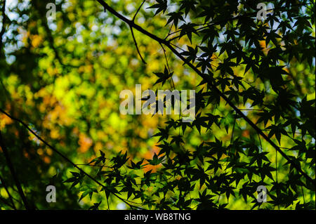 Abstrakte Form der japanischen Maple Leafs gegen beleuchteten Hintergrund liefert ein schönes Muster, Kyoto Japan Stockfoto