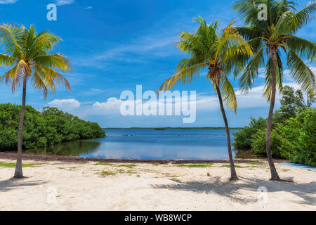 Kokospalmen auf Sunny Beach in Florida. Stockfoto