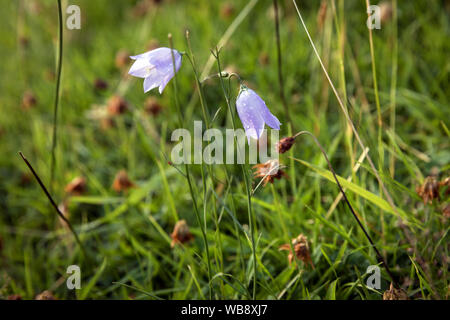 Glockenblumen an einem Berghang im englischen Lake District Stockfoto