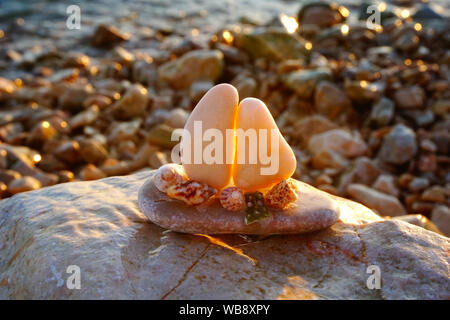 Handgemachte Souvenir auf die Natur. Pebble Beach leuchtet die Sonne bei Sonnenuntergang mit kleinen Boot Souvenir aus Steinen und Muscheln hergestellt Stockfoto