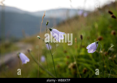 Glockenblumen an einem Berghang im englischen Lake District Stockfoto