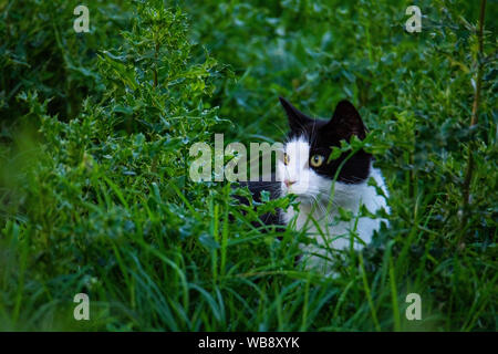 Eine schwarz-weiße Katze schleicht durch ein Feld Stockfoto