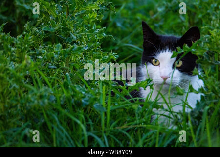 Eine schwarz-weiße Katze schleicht durch ein Feld Stockfoto