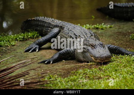 Krokodil in den Australia Zoo, Brisbane Titelfeld Stockfoto