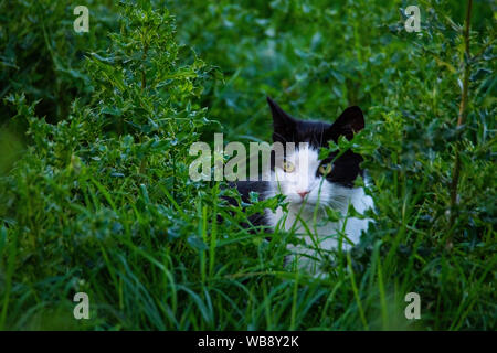 Eine schwarz-weiße Katze schleicht durch ein Feld Stockfoto