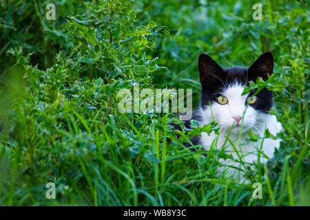 Eine schwarz-weiße Katze schleicht durch ein Feld Stockfoto