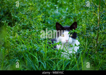 Eine schwarz-weiße Katze schleicht durch ein Feld Stockfoto