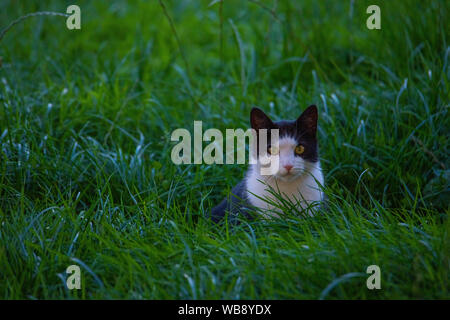 Eine schwarz-weiße Katze schleicht durch ein Feld Stockfoto