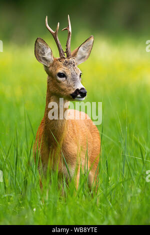 Unschuldige Rehe, Hyla arborea, Buck weg schauen steht im hohen Gras mit blühenden gelben Wildblumen im Hintergrund. Vertikale portra Stockfoto