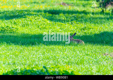 Ein Kaninchen sitzt in einem Feld und hofft, nicht gesehen zu werden. Stockfoto