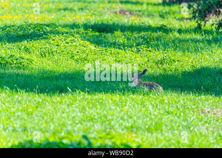 Ein Kaninchen sitzt in einem Feld und hofft, nicht gesehen zu werden. Stockfoto