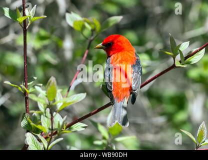 Nahaufnahme von roten und schwarzen Vogel Scarlet Tanager (Piranga olivacea) hocken in Rot Korbweiden Hartriegel im Frühjahr Migration, Ontario, Kanada. Stockfoto