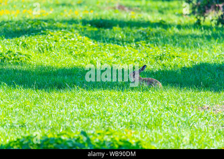 Ein Kaninchen sitzt in einem Feld und hofft, nicht gesehen zu werden. Stockfoto