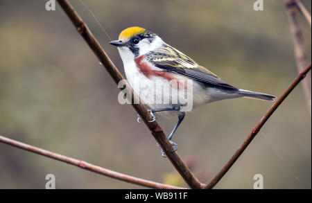 Nahaufnahme eines männlichen Vogel Chestnut-seitig Warbler (Dendroica pensylvanica) hocken auf einem Zweig im Frühjahr Migration, Ontario, Kanada. Stockfoto