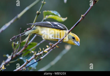 Nahaufnahme von bunter Vogel, Flamme - farbige Tanager (Piranga bidentata) hocken in grüner Strauch im Hochland in der Nähe von Boquete, Chiriqui Province, Panama Stockfoto