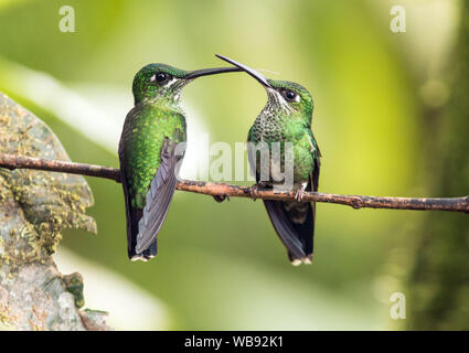 Nahaufnahme der beiden Grünen - gekrönte Brillante Kolibris (Heliodoxa jacula) konkurrieren für gleiche Barsch in Ecuador Stockfoto